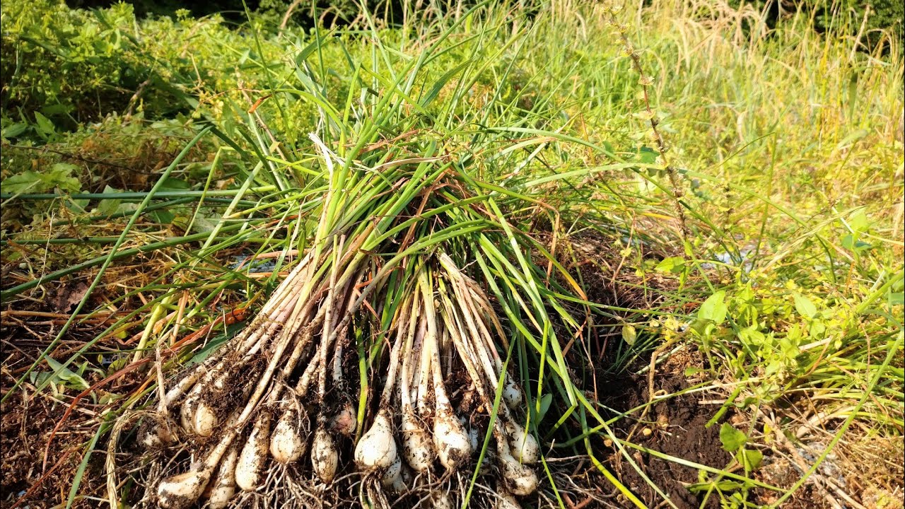 らっきょう 植え付けから２年後の収穫と処理の仕方 21 6 15 Youtube