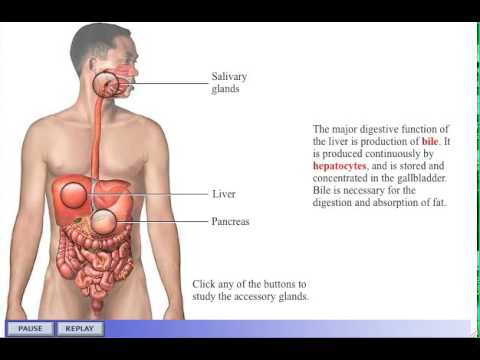 Accessory Organs Of The Digestive System Amazing Accessory Organs Of The Digestive System YouTube Accessory Organs Of The Digestive System Amazing Accessory Organs Of The Digestive System YouTube