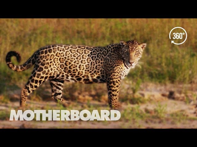Virtual Jaguar