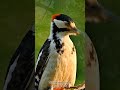 Beautiful Woodpecker Bird in Slow Motion | Real Nature 4K Wildlife Video #birds #woodpecker 🐦