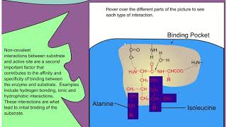 Enzyme Substrate Specificity