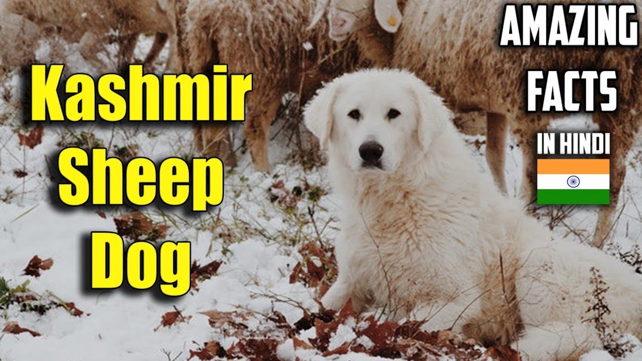 Kashmiri Sheep dog | Bakharwal dog | amazing facts in hindi | Animal Channel Hindi - YouTube