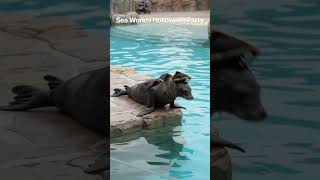 Come with me to Sea World for their Holloween party#new #holloween #tiktok #shorts #fun