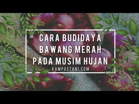 Cara Budidaya Bawang Merah Pada Musim Hujan 