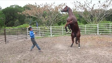 How to stop a horse from rearing