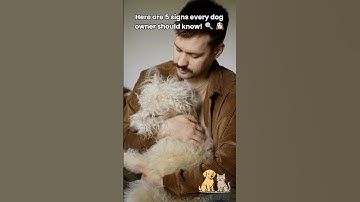 Top 5 Signs Your Dog Might Be Sick 🐾