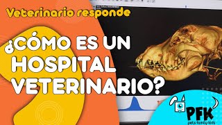 HOSPITAL VETERINARIO POR DENTRO | BIENESTAR ANIMAL | PETS FAMILY KIDS