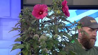 Perennial Plant Sale to Prepare for Fall | Let's Grow | Hello Iowa 8-12-26