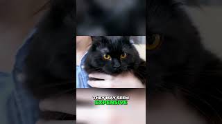 How Much Do Maine Coon Cats Cost?