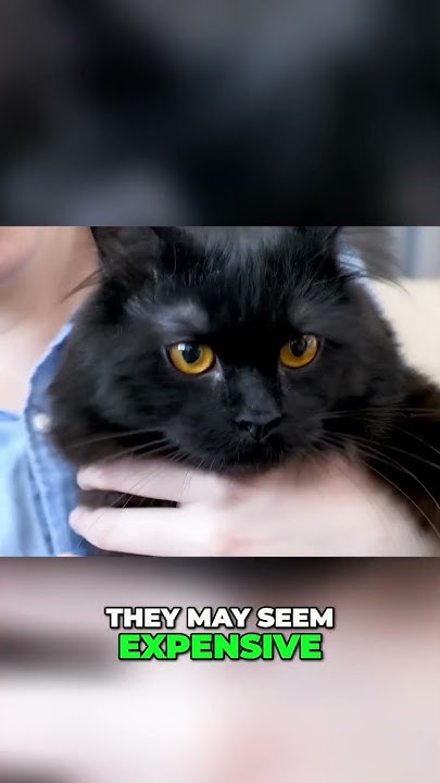 how-much-do-maine-coon-cats-cost-youtube