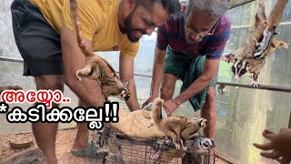 Download Lagu Why are you holding everything!! | Sold all my Sugar Gliders BUT WHY? MP3