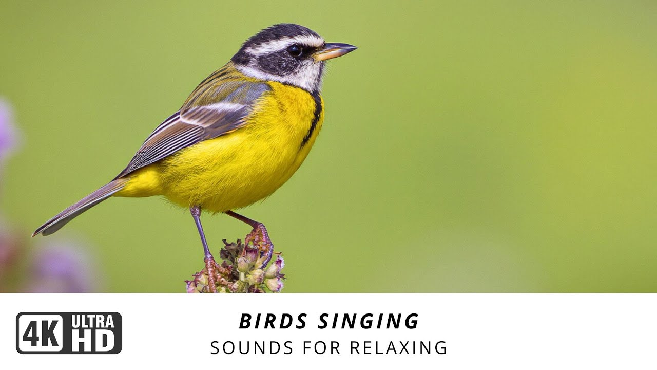 Morning Birdsong 🌿 Soft Birdsong & Gentle Wind – Relax, Study & Heal with Nature’s Harmony