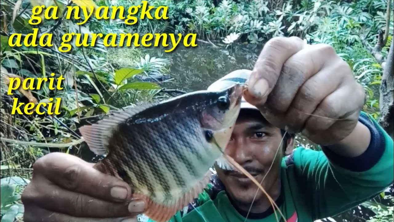 Gurame liar nyasar ke anak sungai..... 