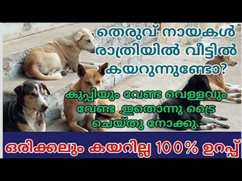 Tips 5- രാത്രിയിൽ തെരുവുനായകൾ വീട്ടിൽ കയറുന്നത് തടയാം 100% ഉറപ്പ് |how to avoid street dogs