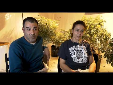 Fantástico na Globo mostra realidade do primeiro país a legalizar a maconha - Uruguai