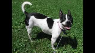 Dixie - Rat Terrier/Chihuahua Mix