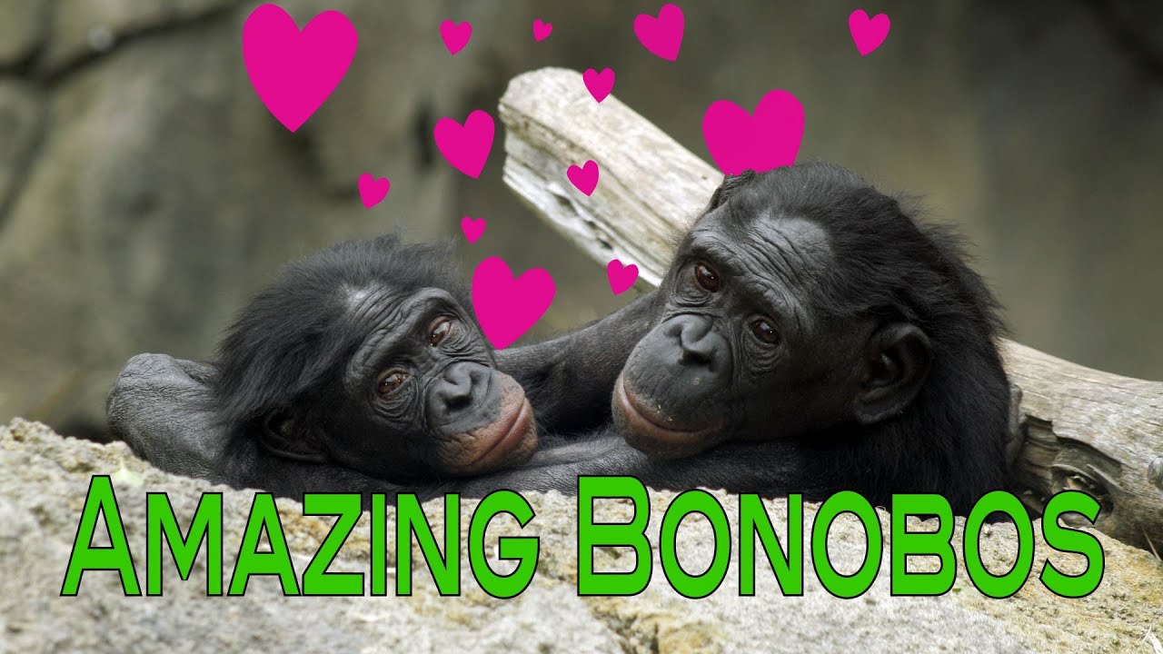 Bonobo Apes The Sexy Primates - Youtube-7678