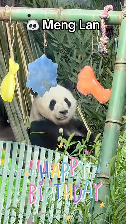 Happy Birthday Meng Lan🎂🎉 #panda #menglan #birthday #pandalover #pandalife #fyp #viral #pandalove