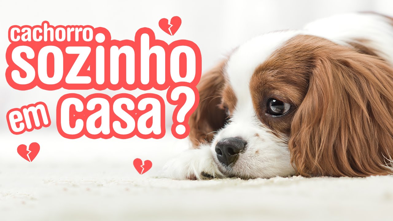 Filmes pornô mulheres com cachorro