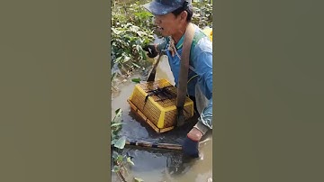 xiệt chuột ếch đâu gặp cá lóc quá đã