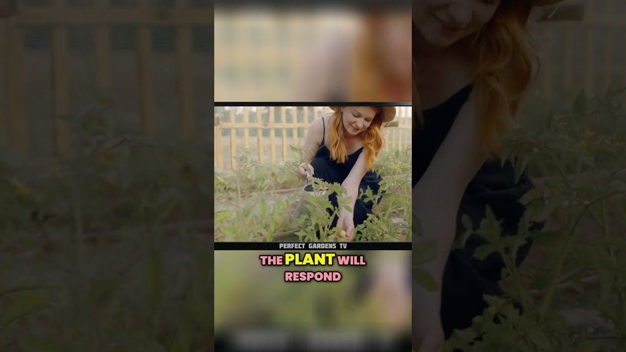 Maximizing Cannabis Yields  Unleashing the Power of Topping