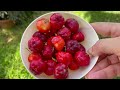 Rcolte des fruits du jardin 