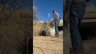 Javelina release from cage trap ￼