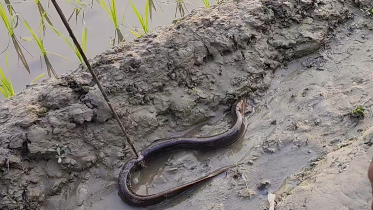 কুচে মাছ ধরতে এতো কস্ট 🥱Fishing vlog video new vloge video 