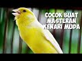 Cocok Buat Masteran Kenari Muda Cepat Gacor Ngerol Panjang Mp3 - Mp4 Download
