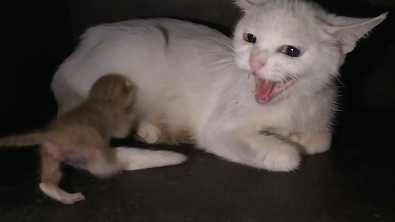 Orphan Rescue Kitten Desperately Tries To Nurse But Aggressive Mother Cat Pushes Away