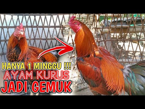Daging Ayam Bikin Gemuk