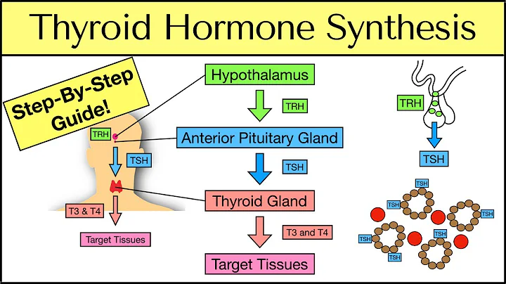 Thyroid Hormone Synthesis: Step-By-Step Pathway [Physiology Explained] - DayDayNews