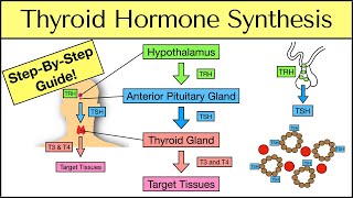 Thyroid Hormone Synthesis: Step-By-Step Pathway [Physiology Explained] by EZmed 71,108 views 2 years ago 12 minutes, 2 seconds
