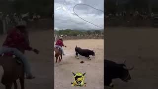 El cuervo de rancho las ánimas de Tarimoro Gto