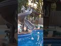 Funny Cat Falling In Water Shorts Cats