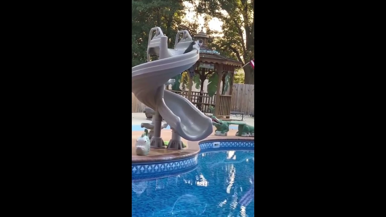 Funny Cat Falling In Water Shorts Cats