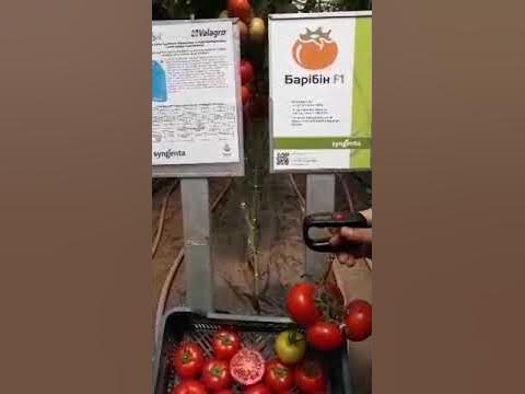 Томат для профи. Теория от агронома из Сингенты. - YouTube