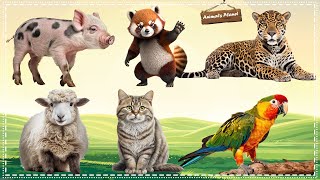 The Best Animal Sounds and Videos: Pig, Red Panda, Leopard, Sheep, Cat, Parrot