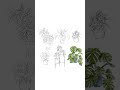 Botanical Illustration in Marker Style | Procreate Drawing Process #pocreate  #nvo.artworks
