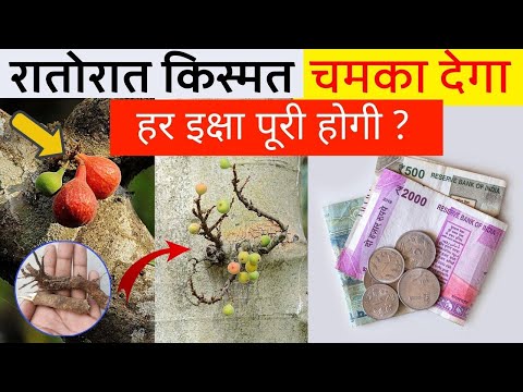 वीडियो: क्या गूलर का रस गिराते हैं?