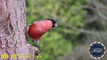عمر النبراوي |سورة المائدة 111 - 120