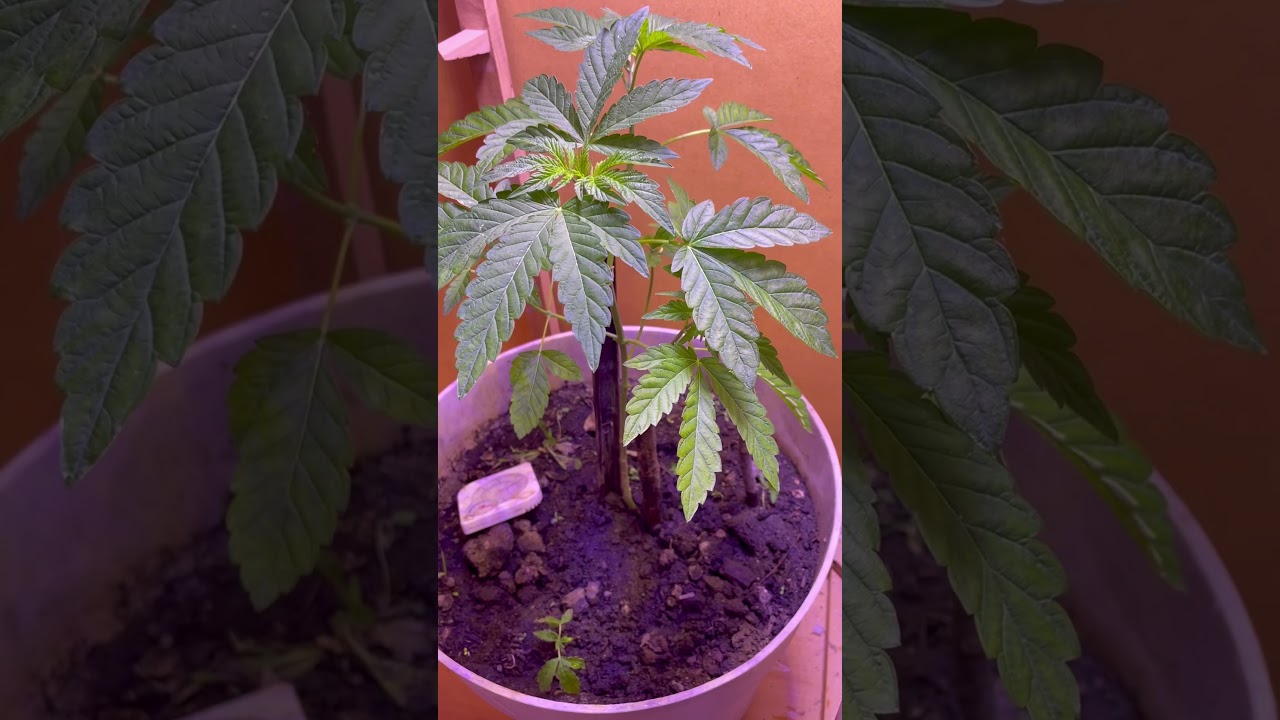 Bubba Kush growing ￼