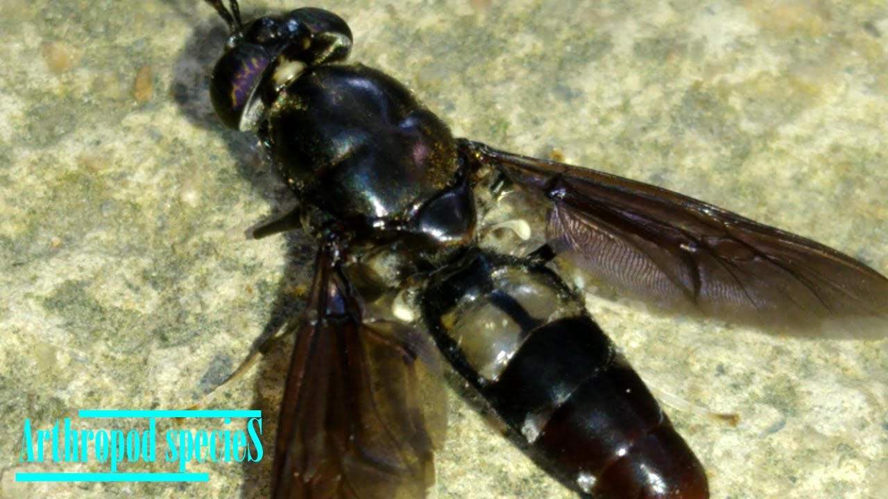 Insect Species Soldier Fly Black Soldier Fly (Hermetia illucens