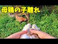 我が子を追いかけなくなりました…【ひよこ飼育】 122話目