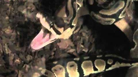 Ball Python Feeding Compilation