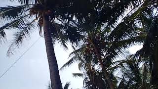 Pantai kelapa warna payaungan Banten
