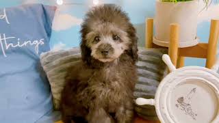 ペットショップ犬の家近江八幡店 トイプードル Youtube