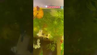 Ампулярии множатся