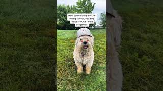 Weird Baseball Traditions 🐶 @Thejessiishow #Themanniishow.com/Series