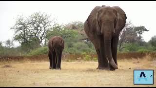 Alkhaleej Tours | Travel to Botswana, experiencing the unforgettable opulence of wildlife.